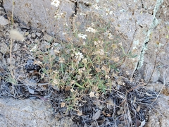 Melampodium leucanthum