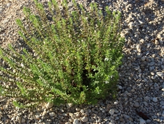 Teucrium cubense