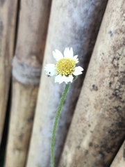 Tridax
