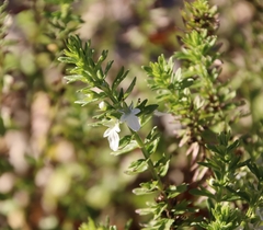 Teucrium cubense