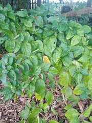 Cissus verticillata