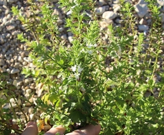 Teucrium cubense