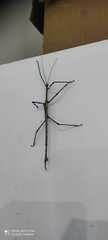 Cladomorphus