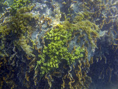 Caulerpa