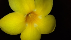 Allamanda cathartica