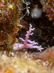 Stylaster roseus