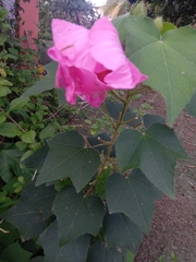 Hibiscus mutabilis