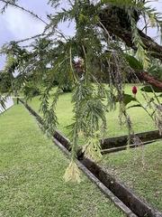 Melaleuca viminalis