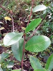Davilla kunthii