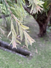 Melaleuca viminalis