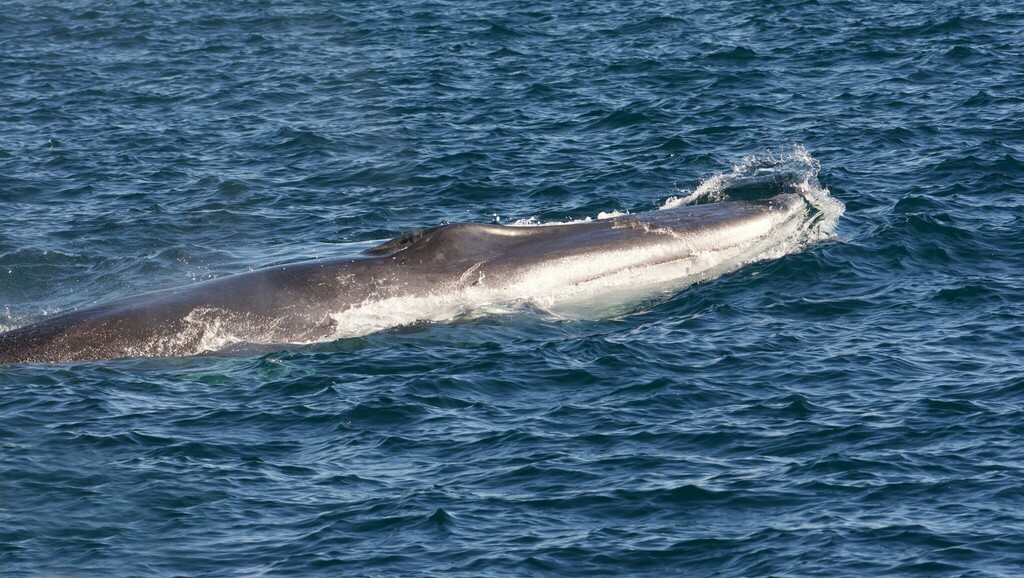 Fin Whale in November 2022 by Bridget Spencer. 2 Fins, 3 Humpbacks, and ...