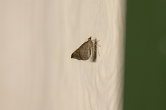 Chrysolarentia mecynata