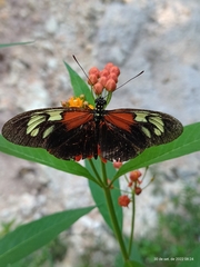 Heliconius