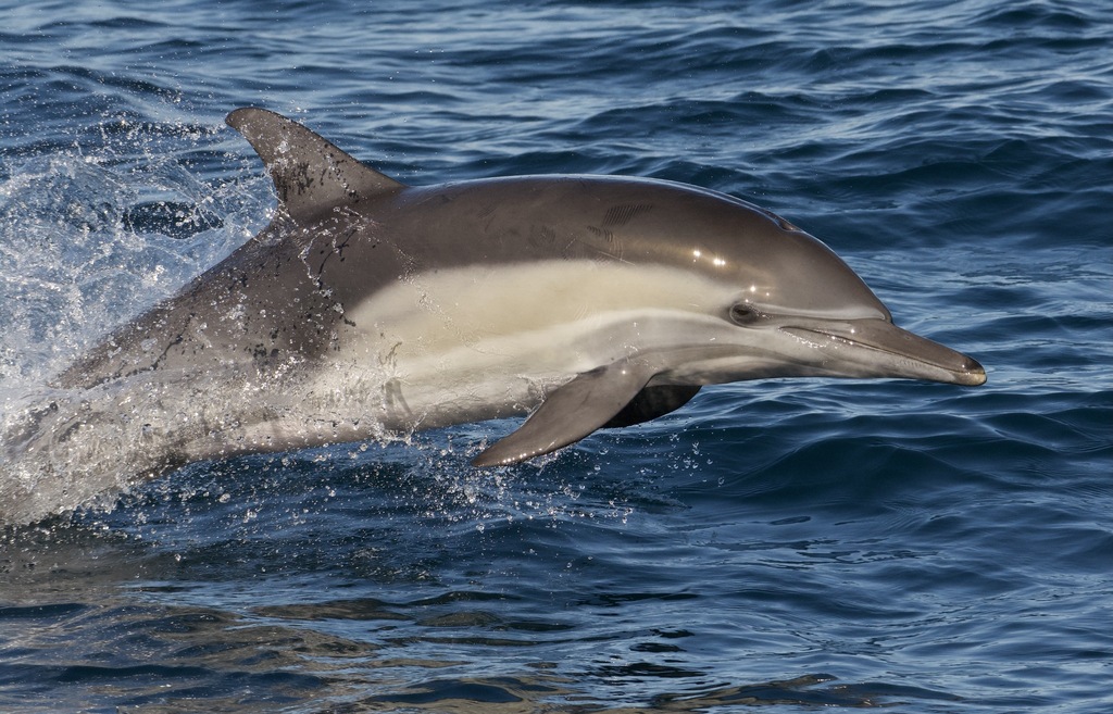 Common Dolphin on November 26, 2022 at 0134 PM by Bridget Spencer. 35