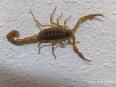 Centruroides exilicauda