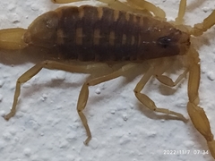 Centruroides exilicauda