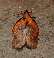 Gonionota