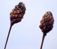Xyris fimbriata
