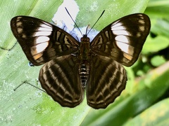 Adelpha ethelda eponina