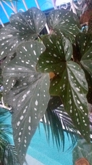 Begonia maculata