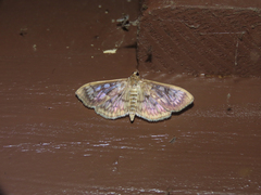 Herpetogramma thestealis