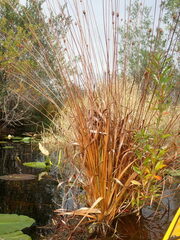 Xyris fimbriata