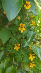 Tropaeolum ciliatum