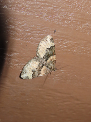 Xanthorhoe lacustrata