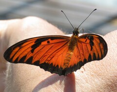 Dione vanillae lucina