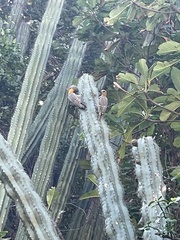 Melanerpes chrysogenys