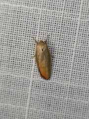 Ptyoptila matutinella