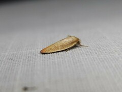 Ptyoptila matutinella