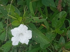 Ruellia metziae