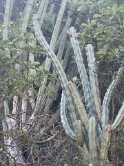 Melanerpes chrysogenys