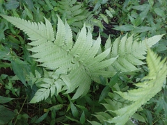 Deparia petersenii