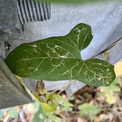 Calystegia silvatica fraterniflora