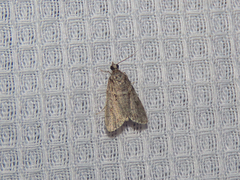 Eudonia heterosalis