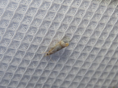 Microcrambus elegans