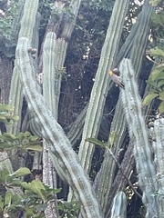 Melanerpes chrysogenys