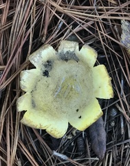 Scleroderma polyrhizum