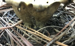 Scleroderma polyrhizum
