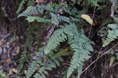 Myriopteris alabamensis image