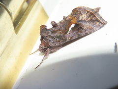 Autographa precationis