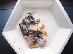 Salmo salar