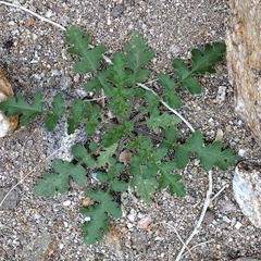 Phacelia crenulata ambigua