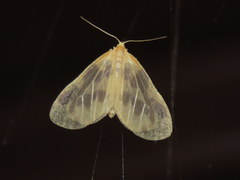 Eubaphe mendica
