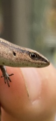 Lampropholis