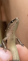 Lampropholis