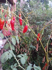 Capsicum baccatum