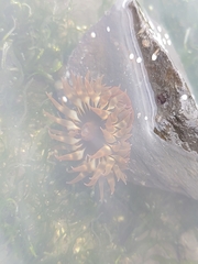 Anemonia sargassensis